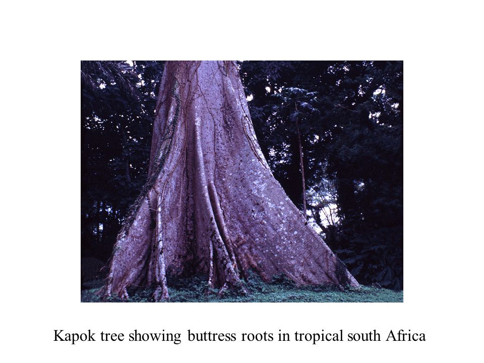 Kapok tree showing buttress roots in tropical south Africa