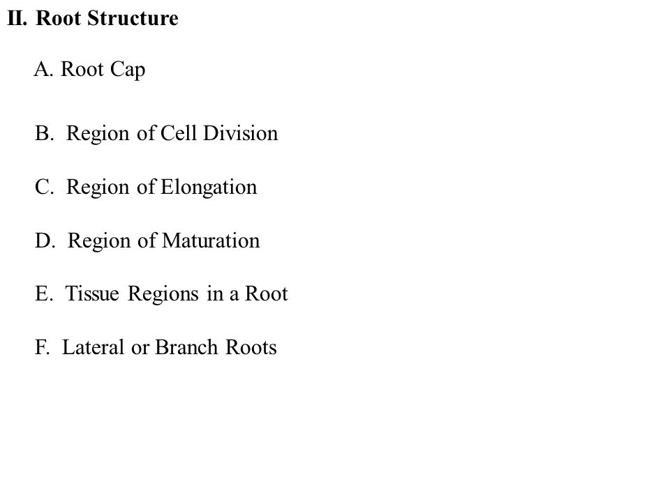 II. Root Structure A. Root Cap B. Region of Cell Division C.