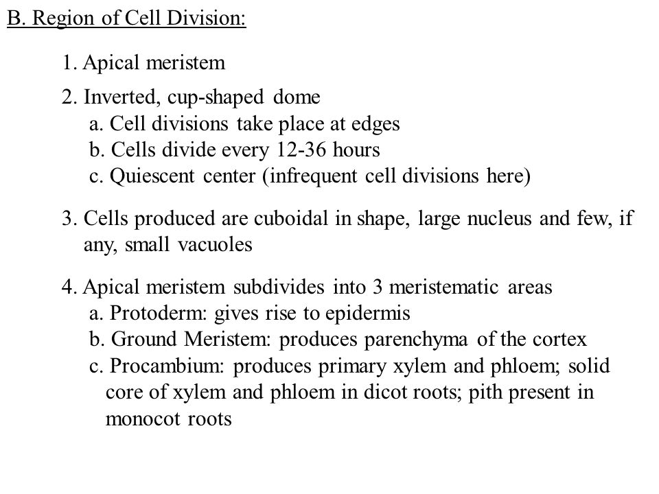B. Region of Cell Division: 1. Apical meristem 2.