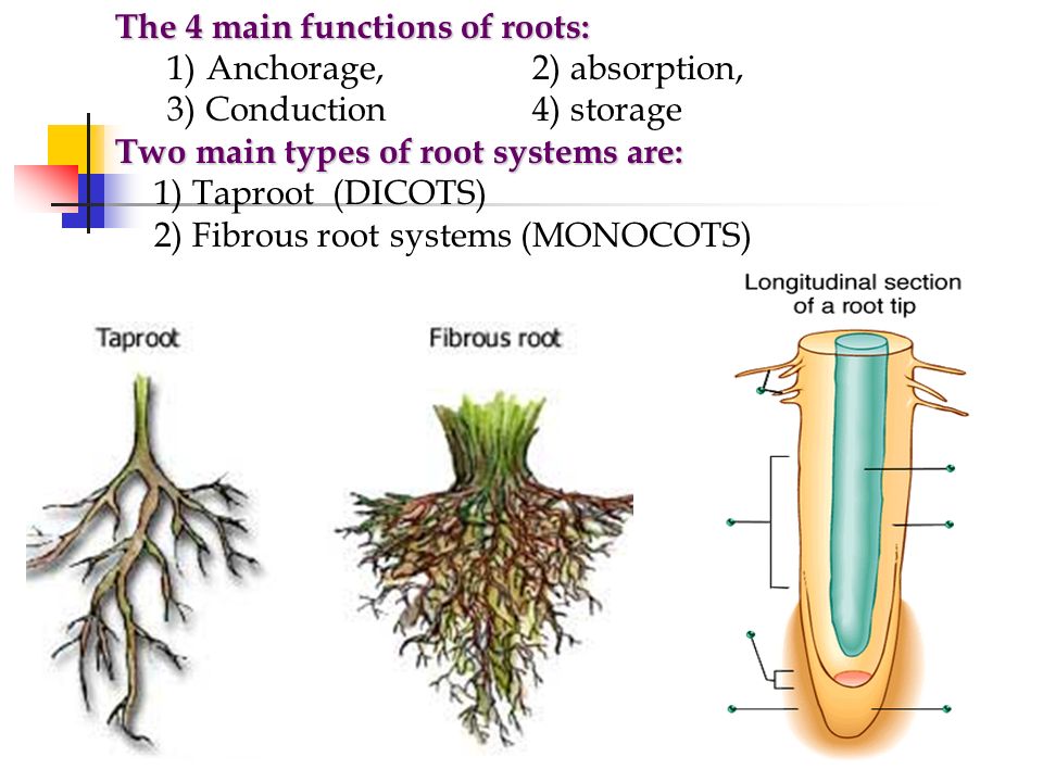 A root graft is a natural union between the roots of two trees, same or different species