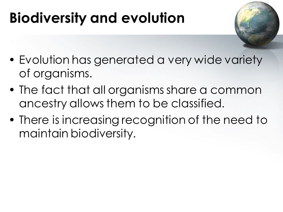 Essay Biodiversity