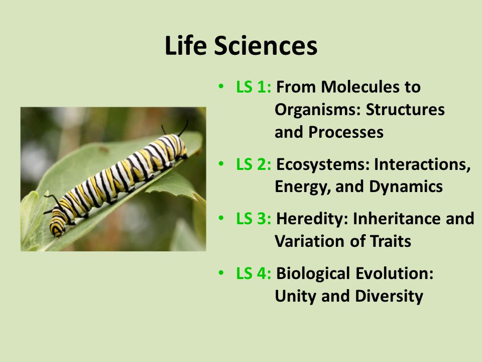 Life Sciences LS 1: From Molecules to Organisms: Structures and Processes LS 2: Ecosystems: Interactions, Energy, and Dynamics LS 3: Heredity: Inheritance and Variation of Traits LS 4: Biological Evolution: Unity and Diversity