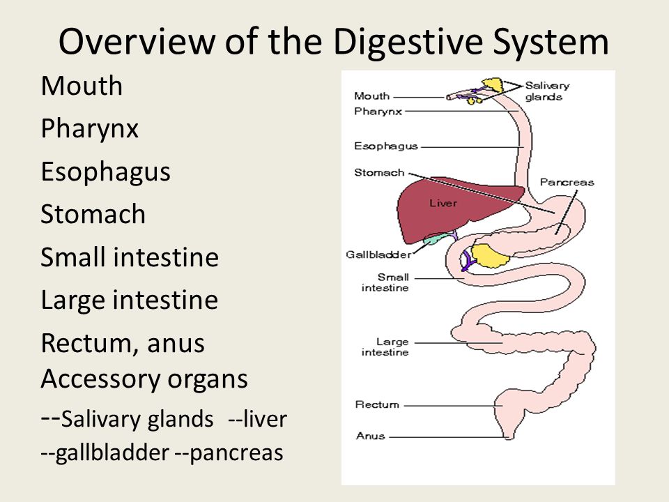 a process of digestion essay a process of digestion essay