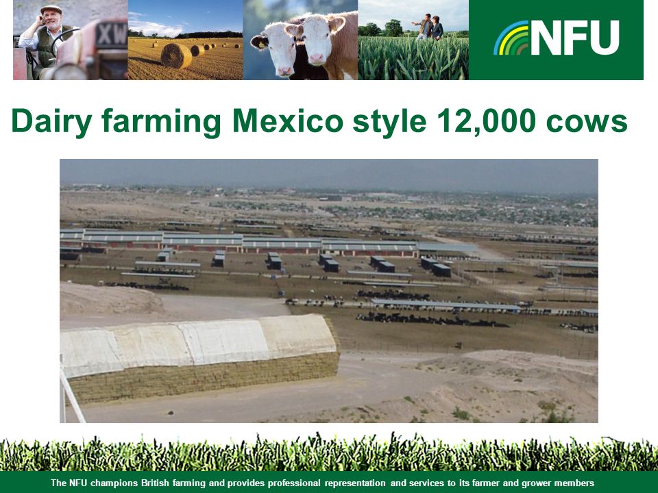 The NFU champions British farming and provides professional representation and services to its farmer and grower members Dairy farming Mexico style 12,000 cows