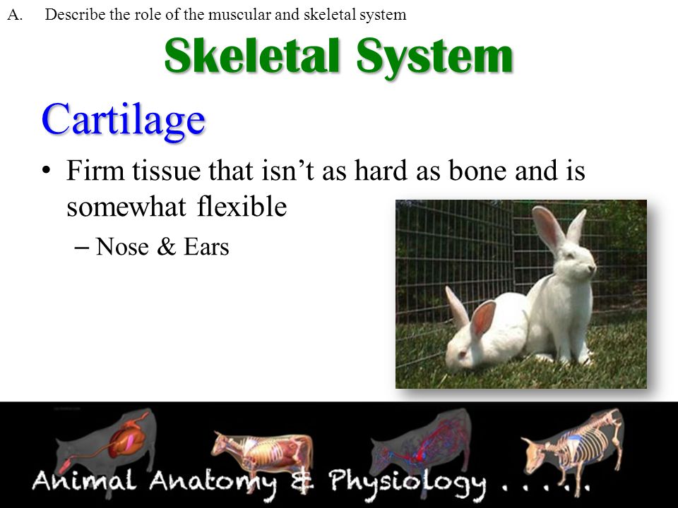 the role of our skeletal system The skeletal system stores minerals, fats, and produces blood cells another major role of the skeletal system is to provide mobility tendons, bones, joints, ligaments and muscles work in concert to produce various movements. the role of our skeletal system The skeletal system stores minerals, fats, and produces blood cells another major role of the skeletal system is to provide mobility tendons, bones, joints, ligaments and muscles work in concert to produce various movements.