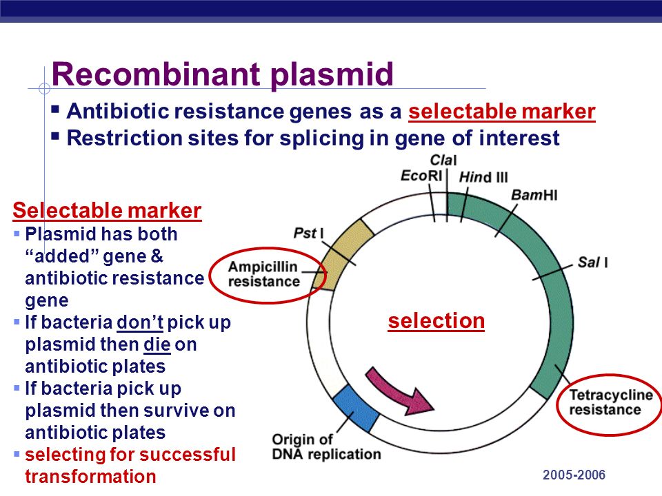AP Biology Recombinant plasmid  Antibiotic resistance genes as a selectable marker  Restriction sites for splicing in gene of interest Selectable marker  Plasmid has both added gene & antibiotic resistance gene  If bacteria don’t pick up plasmid then die on antibiotic plates  If bacteria pick up plasmid then survive on antibiotic plates  selecting for successful transformation selection