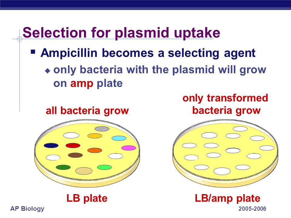 AP Biology Selection for plasmid uptake  Ampicillin becomes a selecting agent  only bacteria with the plasmid will grow on amp plate LB/amp plateLB plate all bacteria grow only transformed bacteria grow