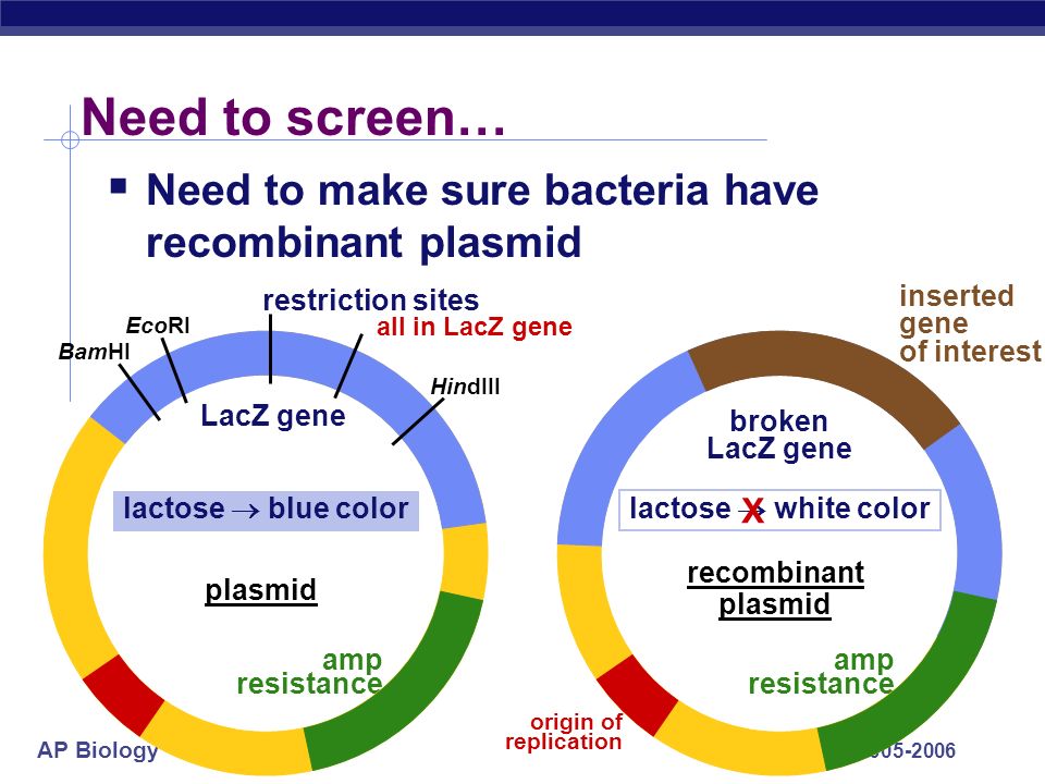 AP Biology Need to screen…  Need to make sure bacteria have recombinant plasmid plasmid amp resistance LacZ gene restriction sites lactose  blue color recombinant plasmid amp resistance broken LacZ gene lactose  white color X inserted gene of interest origin of replication all in LacZ gene EcoRI BamHI HindIII