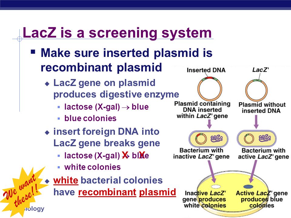 AP Biology LacZ is a screening system XX  Make sure inserted plasmid is recombinant plasmid  LacZ gene on plasmid produces digestive enzyme  lactose  (X-gal)  blue  blue colonies  insert foreign DNA into LacZ gene breaks gene  lactose (X-gal)  blue  white colonies  white bacterial colonies have recombinant plasmid We want these!!
