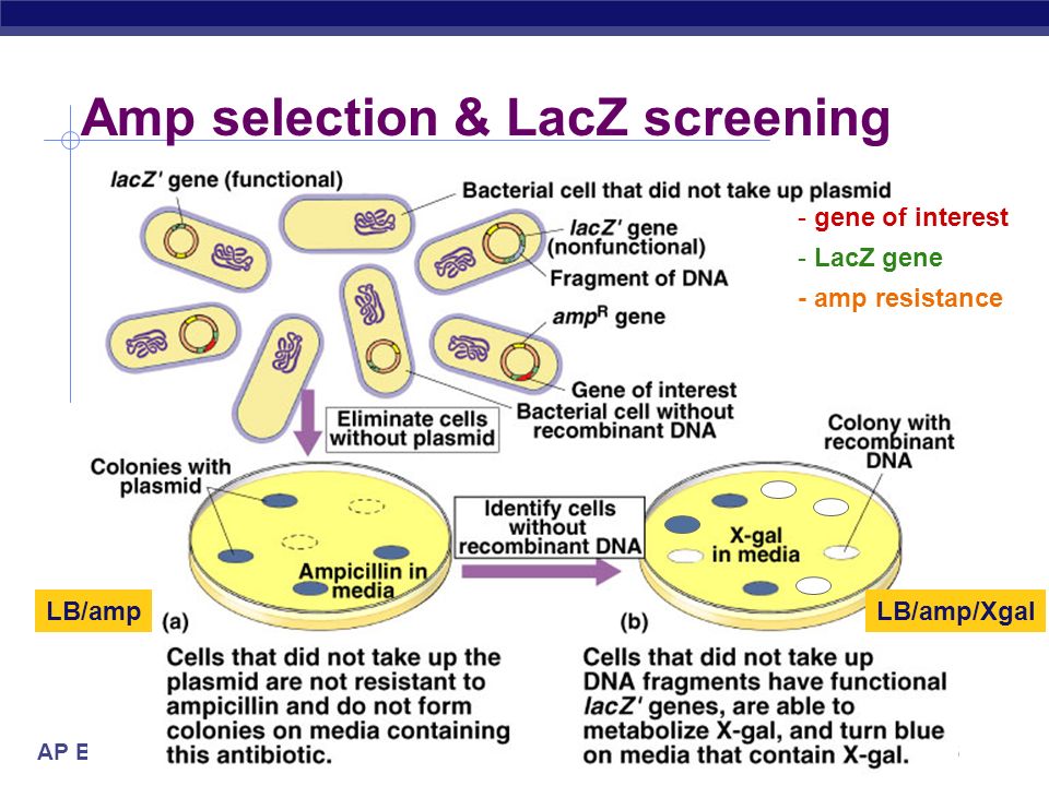 AP Biology Amp selection & LacZ screening - gene of interest - LacZ gene - amp resistance LB/ampLB/amp/Xgal
