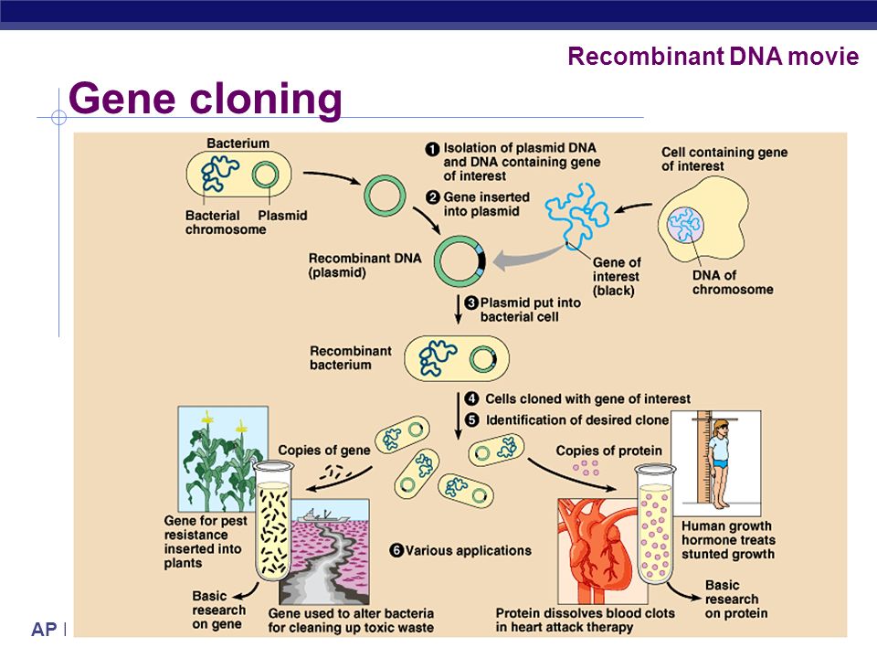 AP Biology Gene cloning Recombinant DNA movie