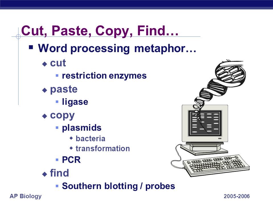 AP Biology Cut, Paste, Copy, Find…  Word processing metaphor…  cut  restriction enzymes  paste  ligase  copy  plasmids  bacteria  transformation  PCR  find  Southern blotting / probes
