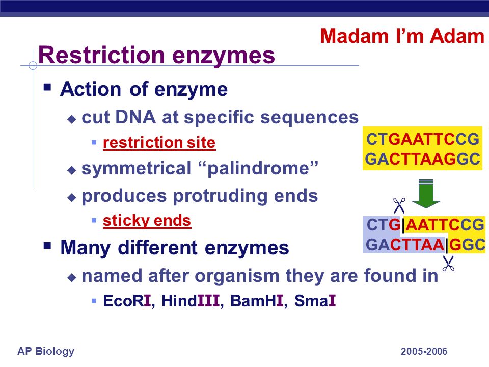 AP Biology Restriction enzymes  Action of enzyme  cut DNA at specific sequences  restriction site  symmetrical palindrome  produces protruding ends  sticky ends  Many different enzymes  named after organism they are found in  EcoR I, Hind III, BamH I, Sma I Madam I’m Adam CTGAATTCCG GACTTAAGGC CTG|AATTCCG GACTTAA|GGC  