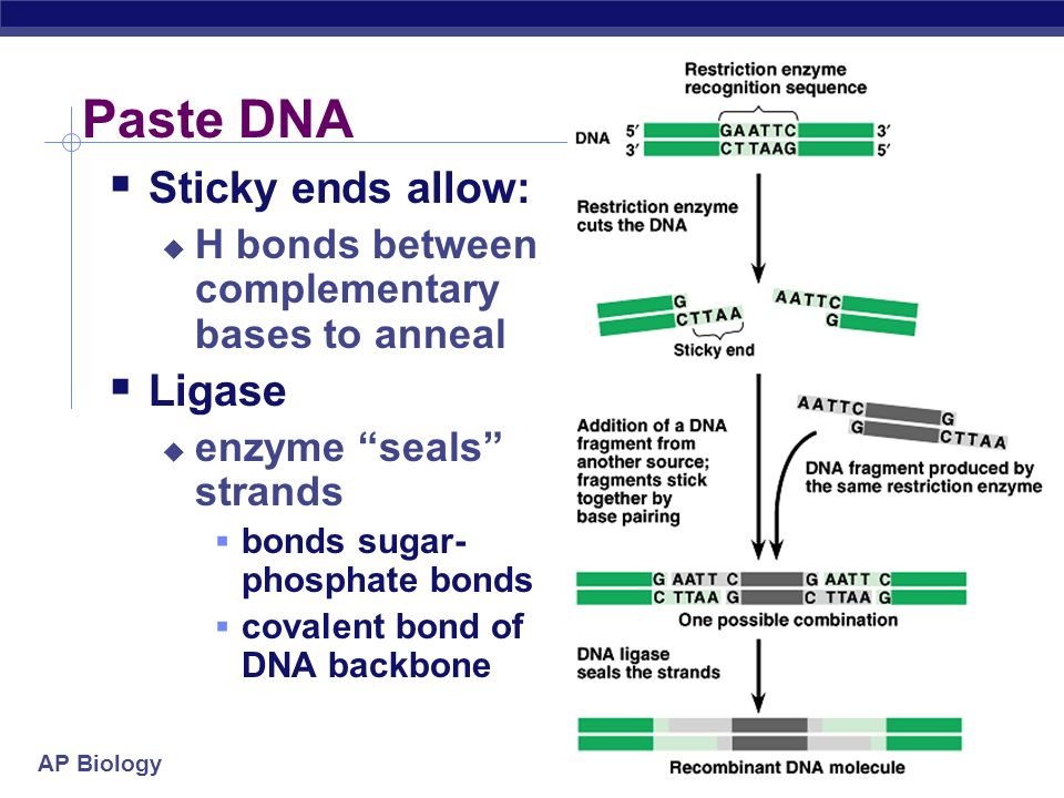 AP Biology Paste DNA  Sticky ends allow:  H bonds between complementary bases to anneal  Ligase  enzyme seals strands  bonds sugar- phosphate bonds  covalent bond of DNA backbone