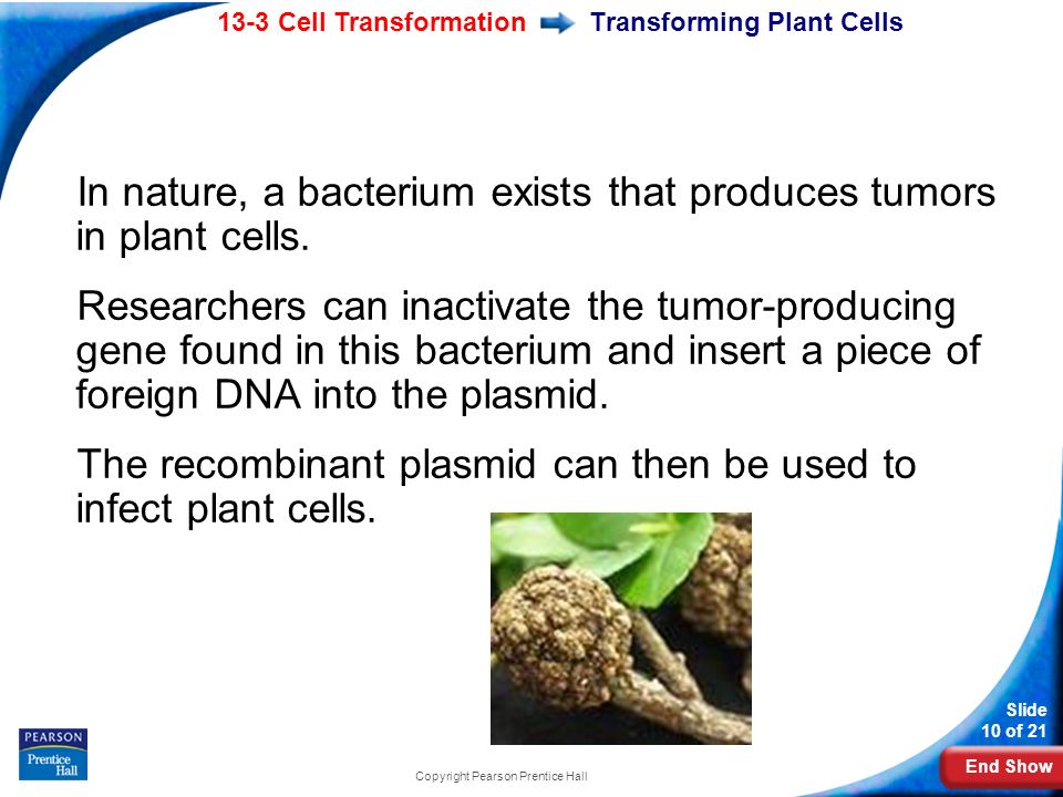 End Show 13-3 Cell Transformation Slide 10 of 21 Copyright Pearson Prentice Hall Transforming Plant Cells In nature, a bacterium exists that produces tumors in plant cells.