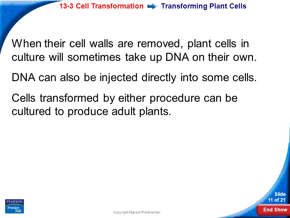 End Show 13-3 Cell Transformation Slide 11 of 21 Copyright Pearson Prentice Hall Transforming Plant Cells When their cell walls are removed, plant cells in culture will sometimes take up DNA on their own.
