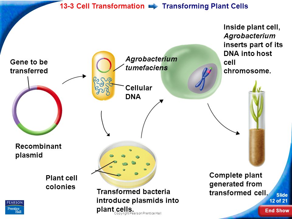 End Show 13-3 Cell Transformation Slide 12 of 21 Copyright Pearson Prentice Hall Transforming Plant Cells Complete plant generated from transformed cell.