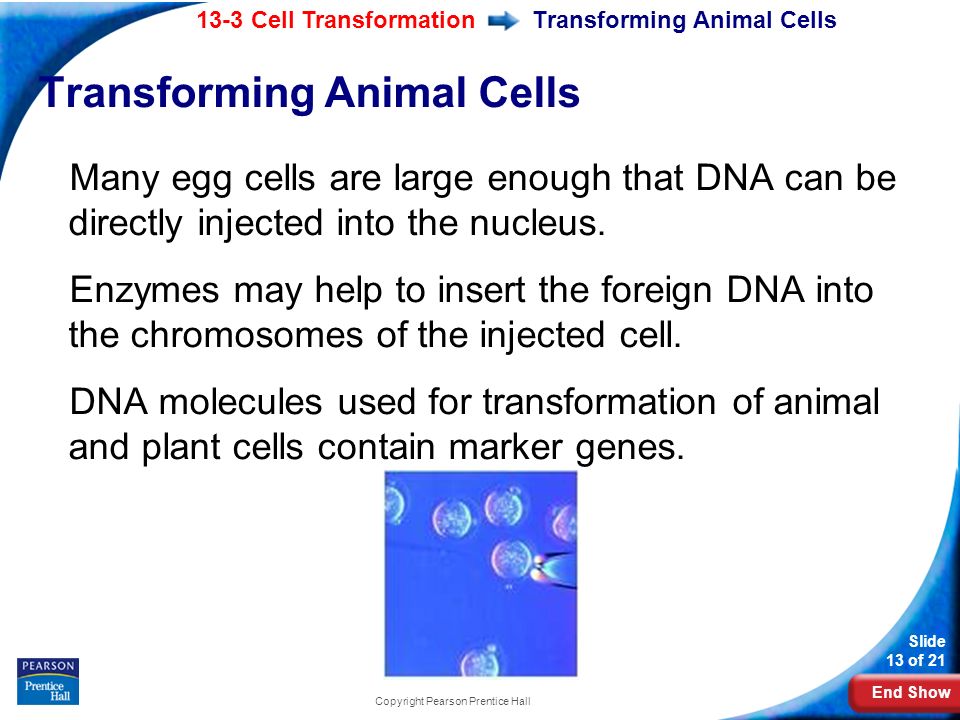 End Show 13-3 Cell Transformation Slide 13 of 21 Copyright Pearson Prentice Hall Transforming Animal Cells Many egg cells are large enough that DNA can be directly injected into the nucleus.