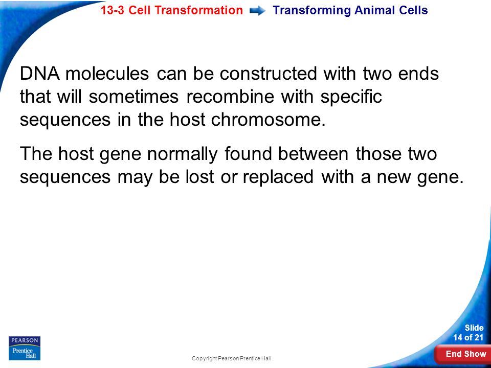 End Show 13-3 Cell Transformation Slide 14 of 21 Copyright Pearson Prentice Hall Transforming Animal Cells DNA molecules can be constructed with two ends that will sometimes recombine with specific sequences in the host chromosome.