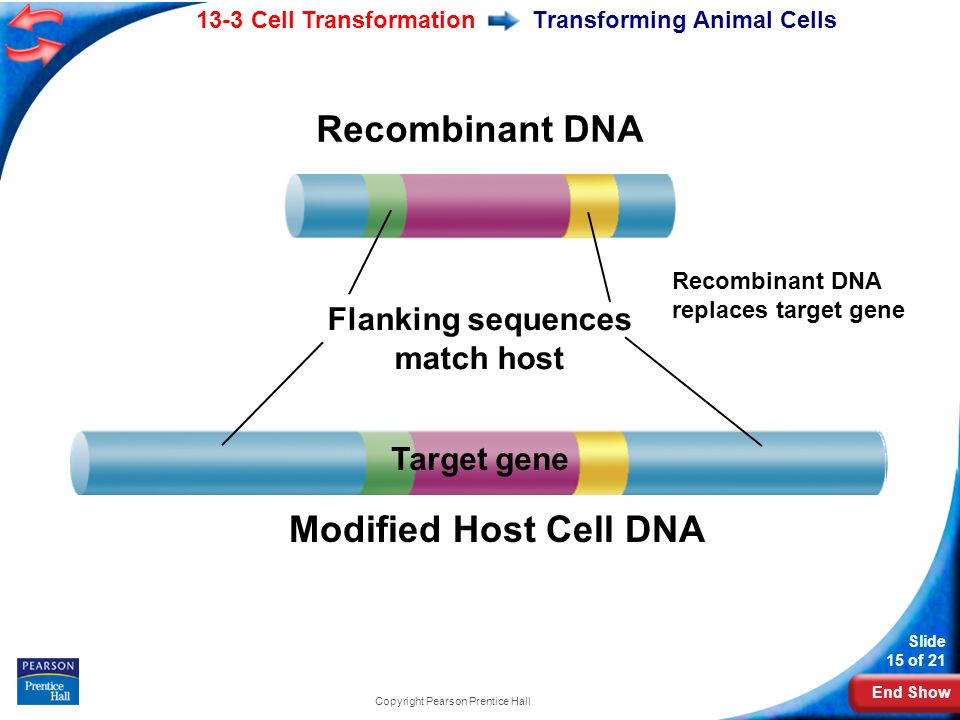 End Show 13-3 Cell Transformation Slide 15 of 21 Copyright Pearson Prentice Hall Transforming Animal Cells Recombinant DNA Modified Host Cell DNA Target gene Flanking sequences match host Recombinant DNA replaces target gene