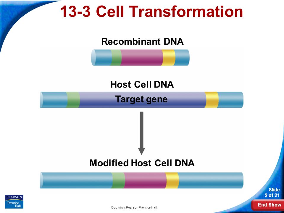 End Show Slide 2 of 21 Copyright Pearson Prentice Hall 13-3 Cell Transformation Recombinant DNA Host Cell DNA Target gene Modified Host Cell DNA