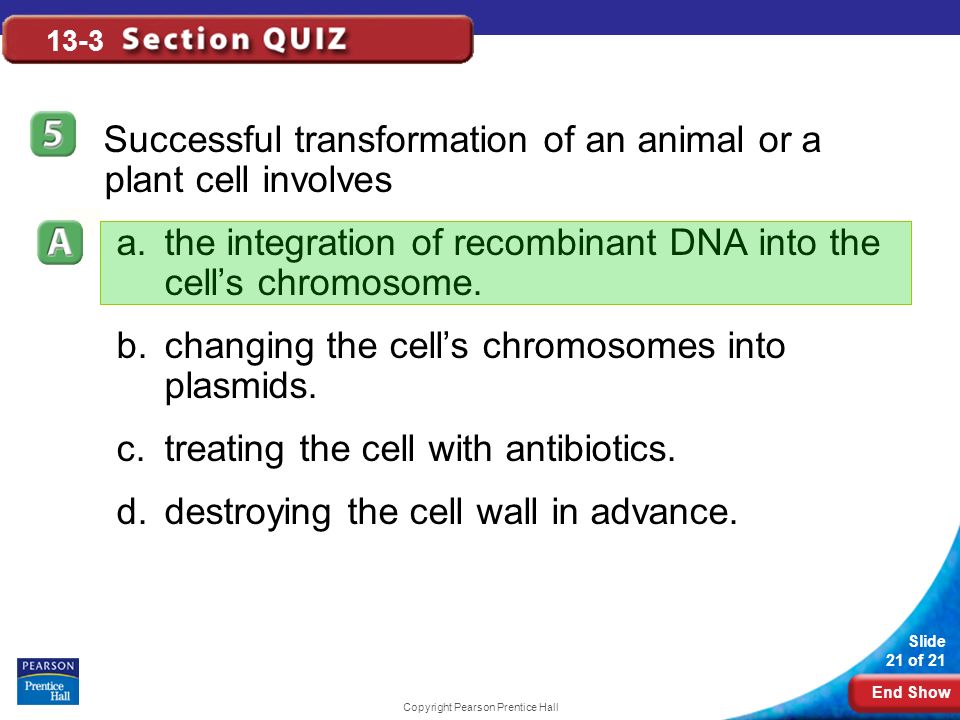 End Show Slide 21 of 21 Copyright Pearson Prentice Hall 13-3 Successful transformation of an animal or a plant cell involves a.the integration of recombinant DNA into the cell’s chromosome.