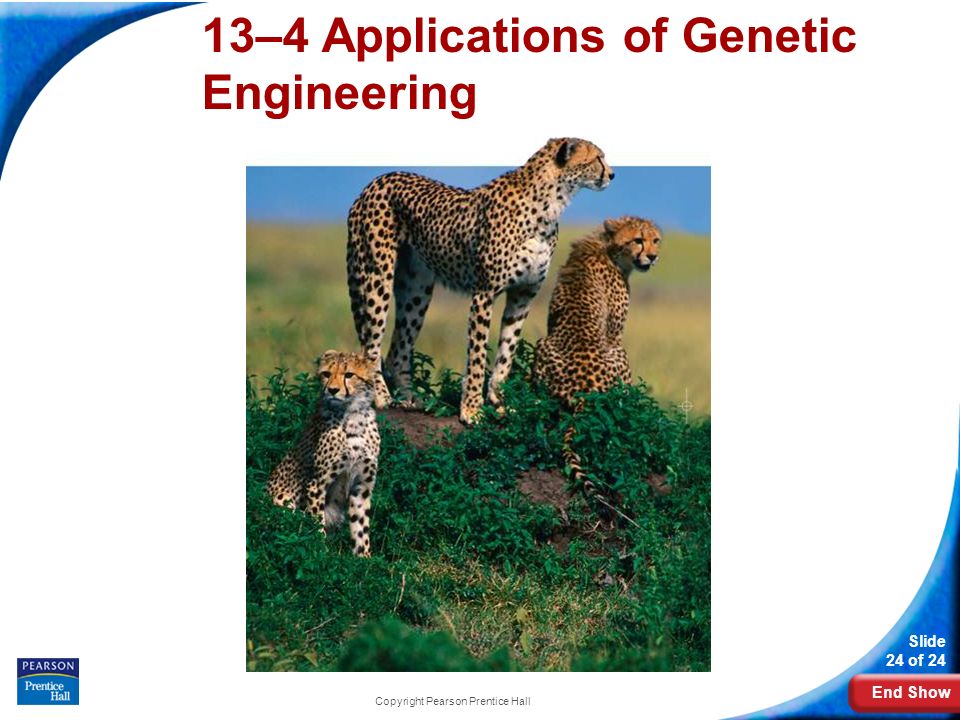 End Show Slide 24 of 24 Copyright Pearson Prentice Hall 13–4 Applications of Genetic Engineering