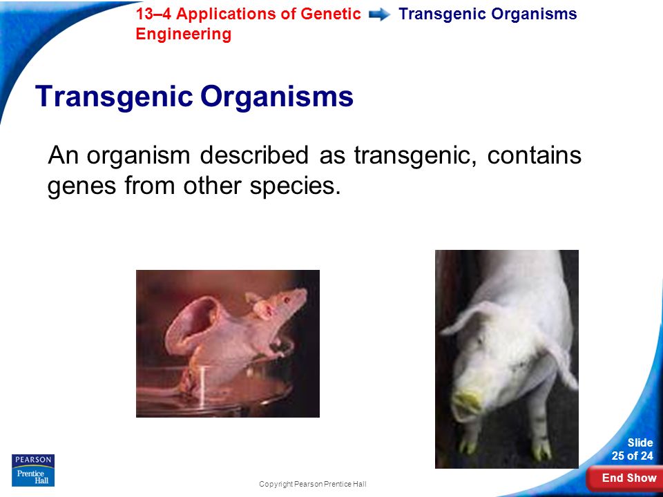 End Show 13–4 Applications of Genetic Engineering Slide 25 of 24 Copyright Pearson Prentice Hall Transgenic Organisms An organism described as transgenic, contains genes from other species.