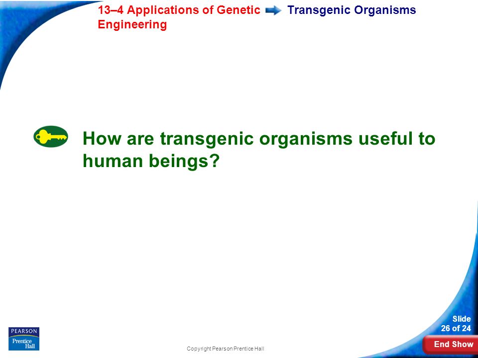 End Show 13–4 Applications of Genetic Engineering Slide 26 of 24 Copyright Pearson Prentice Hall How are transgenic organisms useful to human beings.