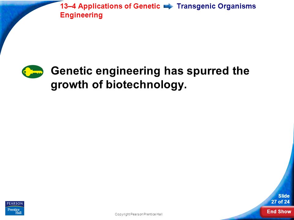 End Show 13–4 Applications of Genetic Engineering Slide 27 of 24 Copyright Pearson Prentice Hall Transgenic Organisms Genetic engineering has spurred the growth of biotechnology.