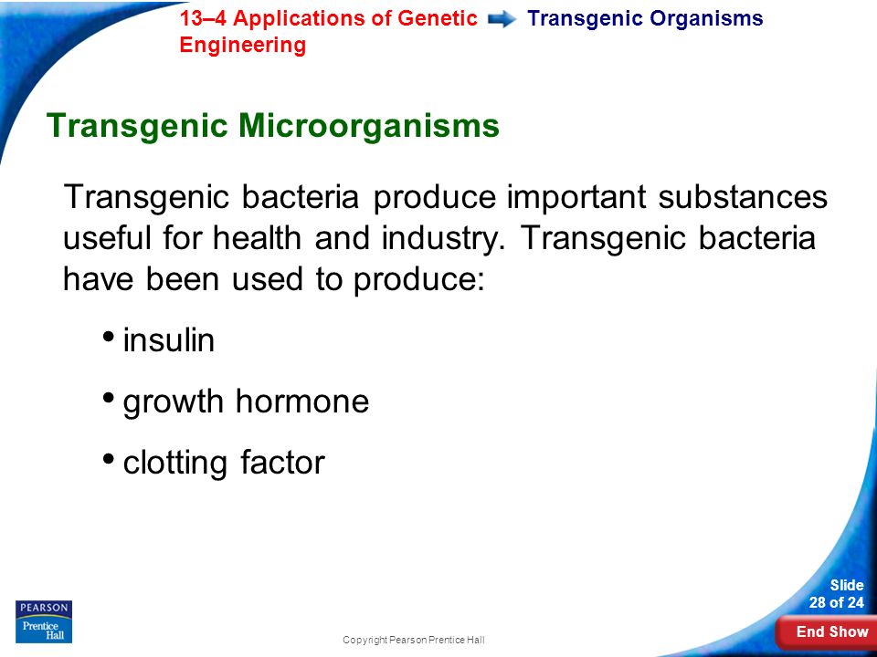 End Show 13–4 Applications of Genetic Engineering Slide 28 of 24 Copyright Pearson Prentice Hall Transgenic Organisms Transgenic Microorganisms Transgenic bacteria produce important substances useful for health and industry.