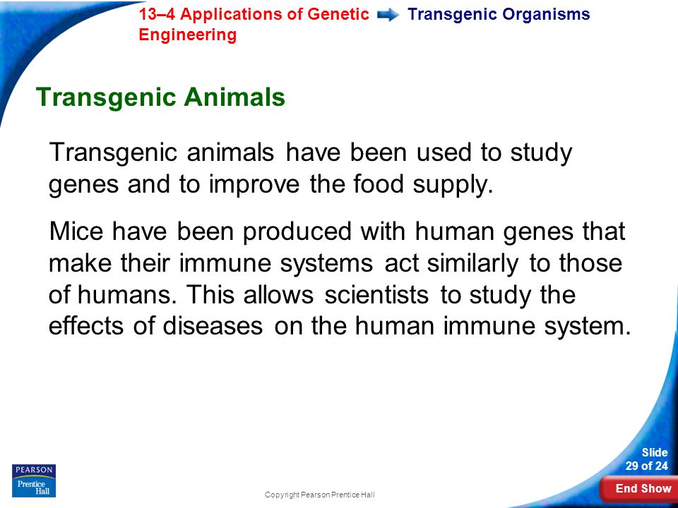 End Show 13–4 Applications of Genetic Engineering Slide 29 of 24 Copyright Pearson Prentice Hall Transgenic Organisms Transgenic Animals Transgenic animals have been used to study genes and to improve the food supply.
