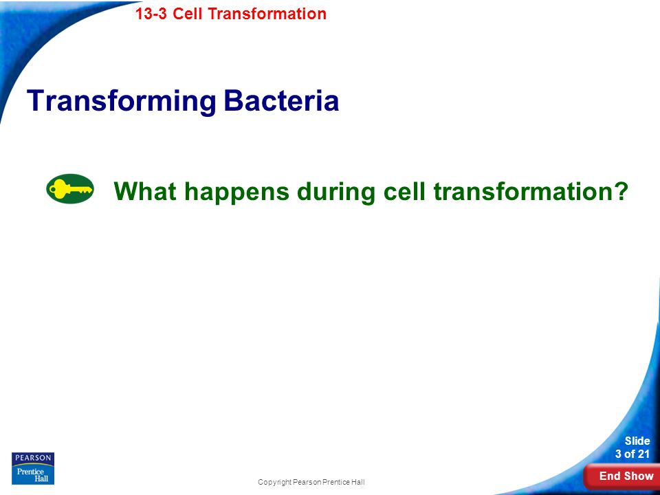 End Show 13-3 Cell Transformation Slide 3 of 21 Copyright Pearson Prentice Hall Transforming Bacteria What happens during cell transformation