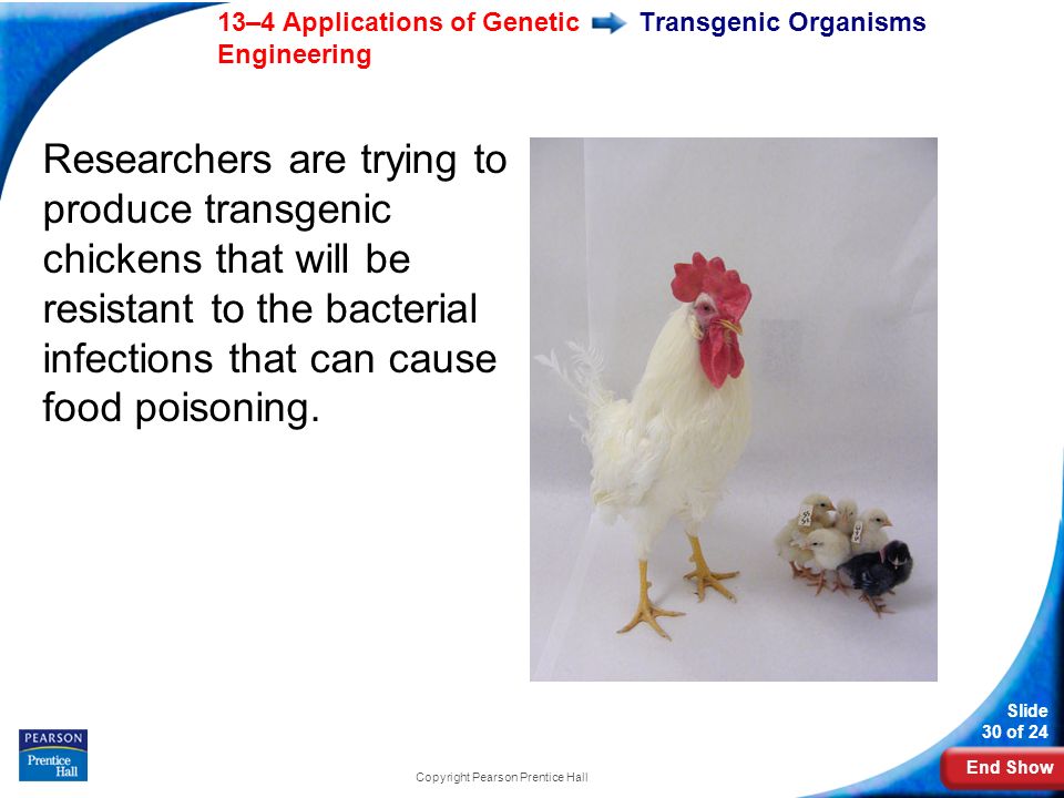 End Show 13–4 Applications of Genetic Engineering Slide 30 of 24 Transgenic Organisms Researchers are trying to produce transgenic chickens that will be resistant to the bacterial infections that can cause food poisoning.