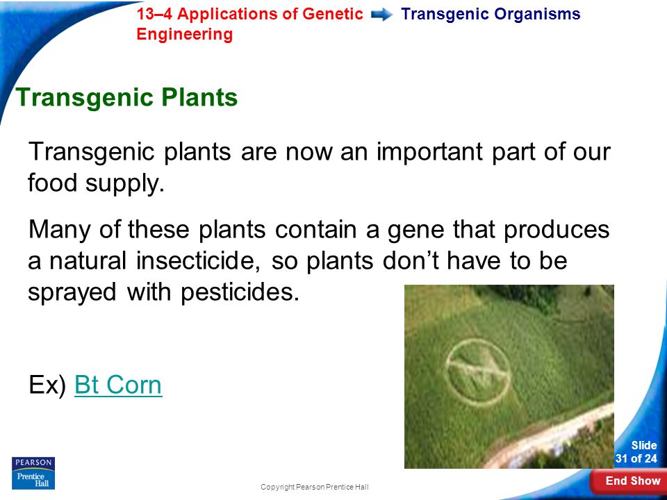 End Show 13–4 Applications of Genetic Engineering Slide 31 of 24 Copyright Pearson Prentice Hall Transgenic Organisms Transgenic Plants Transgenic plants are now an important part of our food supply.