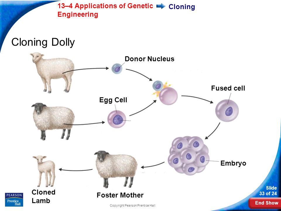 End Show 13–4 Applications of Genetic Engineering Slide 33 of 24 Copyright Pearson Prentice Hall Cloning Cloning Dolly Donor Nucleus Fused cell Embryo Egg Cell Foster Mother Cloned Lamb