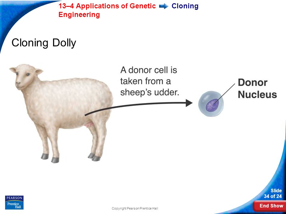 End Show 13–4 Applications of Genetic Engineering Slide 34 of 24 Copyright Pearson Prentice Hall Cloning Cloning Dolly