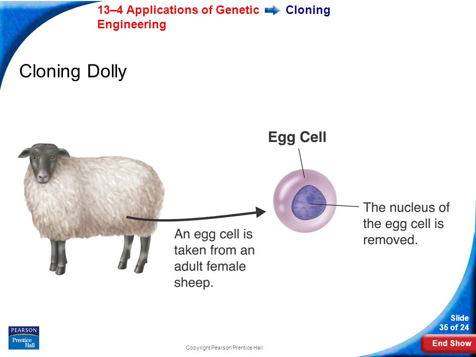 End Show 13–4 Applications of Genetic Engineering Slide 35 of 24 Copyright Pearson Prentice Hall Cloning Cloning Dolly