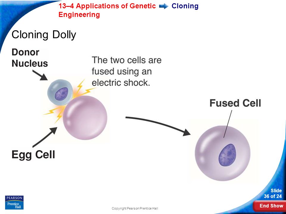 End Show 13–4 Applications of Genetic Engineering Slide 36 of 24 Copyright Pearson Prentice Hall Cloning Cloning Dolly