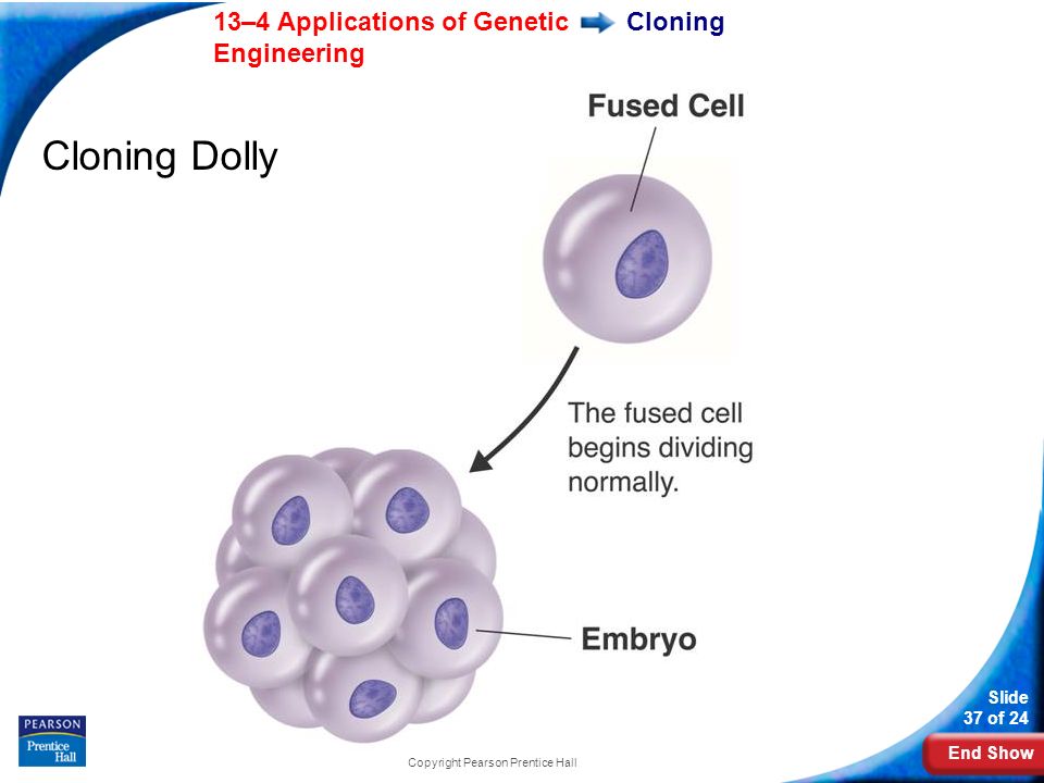 End Show 13–4 Applications of Genetic Engineering Slide 37 of 24 Copyright Pearson Prentice Hall Cloning Cloning Dolly