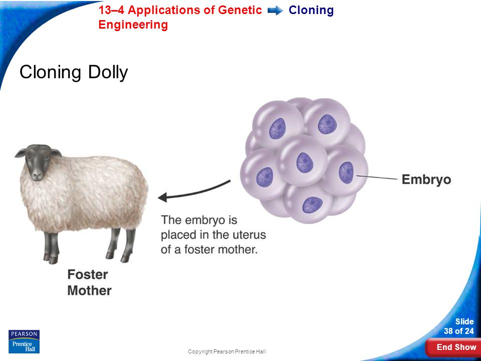 End Show 13–4 Applications of Genetic Engineering Slide 38 of 24 Copyright Pearson Prentice Hall Cloning Cloning Dolly