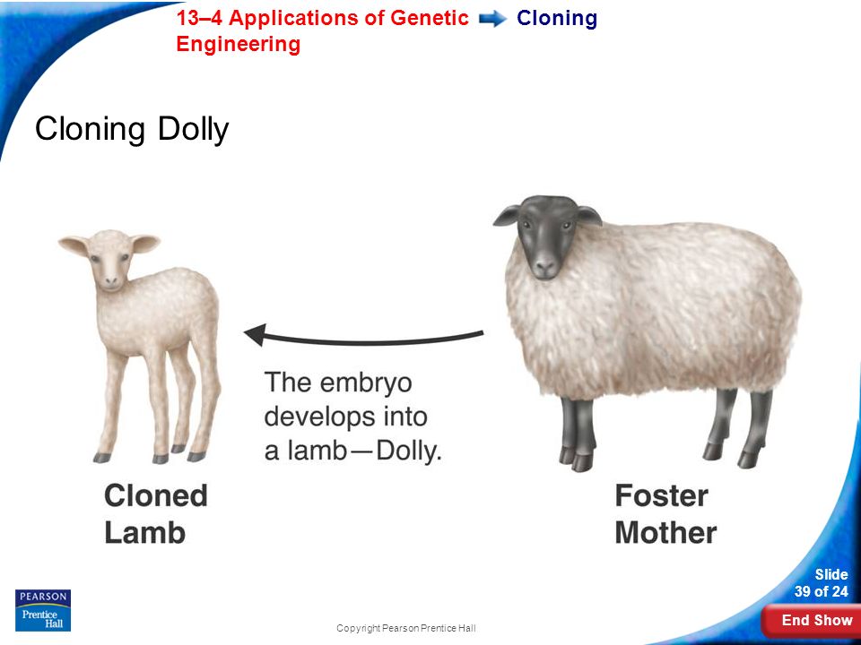 End Show 13–4 Applications of Genetic Engineering Slide 39 of 24 Copyright Pearson Prentice Hall Cloning Cloning Dolly