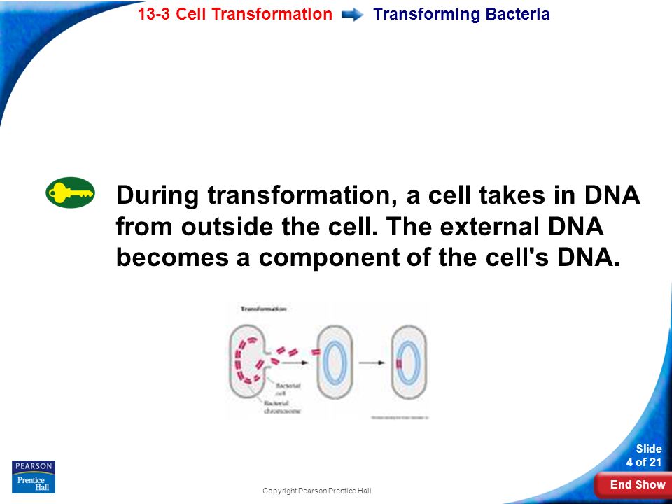 End Show 13-3 Cell Transformation Slide 4 of 21 Copyright Pearson Prentice Hall Transforming Bacteria During transformation, a cell takes in DNA from outside the cell.