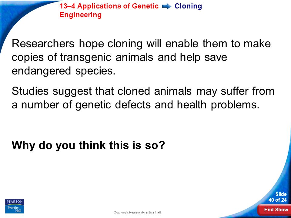 End Show 13–4 Applications of Genetic Engineering Slide 40 of 24 Copyright Pearson Prentice Hall Cloning Researchers hope cloning will enable them to make copies of transgenic animals and help save endangered species.
