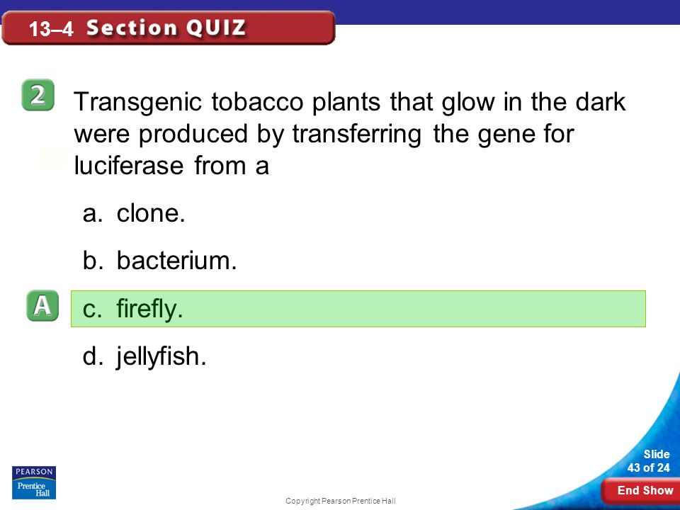 End Show Slide 43 of 24 Copyright Pearson Prentice Hall 13–4 Transgenic tobacco plants that glow in the dark were produced by transferring the gene for luciferase from a a.clone.