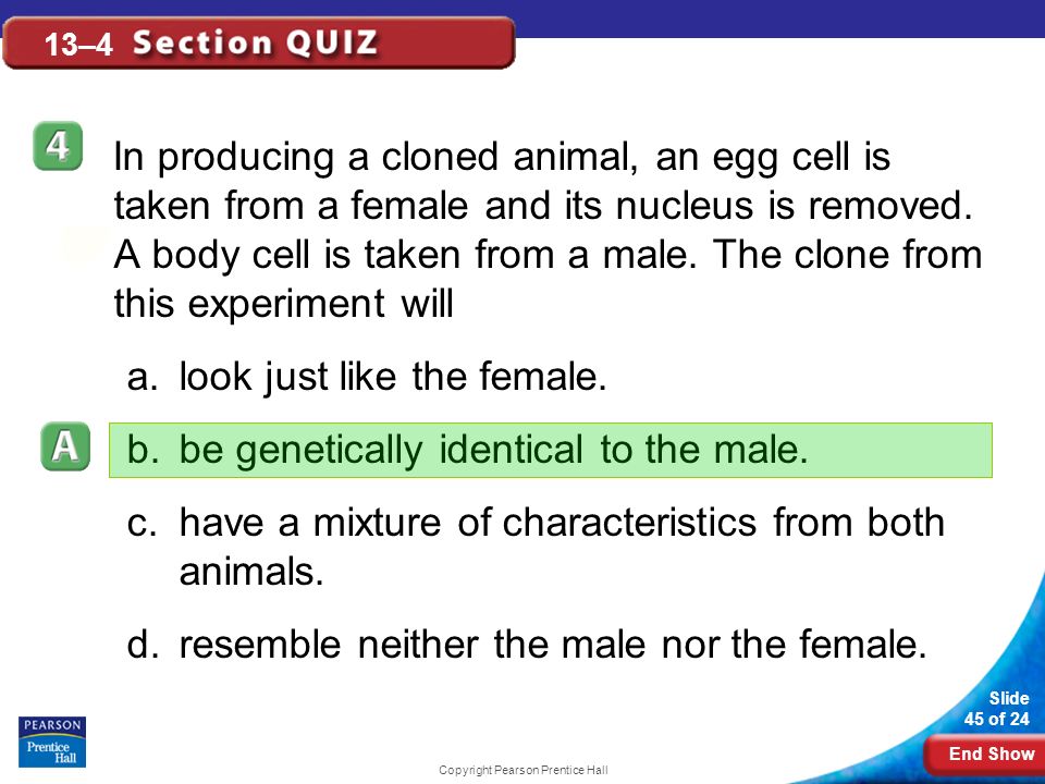 End Show Slide 45 of 24 Copyright Pearson Prentice Hall 13–4 In producing a cloned animal, an egg cell is taken from a female and its nucleus is removed.