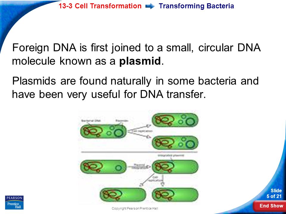 End Show 13-3 Cell Transformation Slide 5 of 21 Copyright Pearson Prentice Hall Transforming Bacteria Foreign DNA is first joined to a small, circular DNA molecule known as a plasmid.