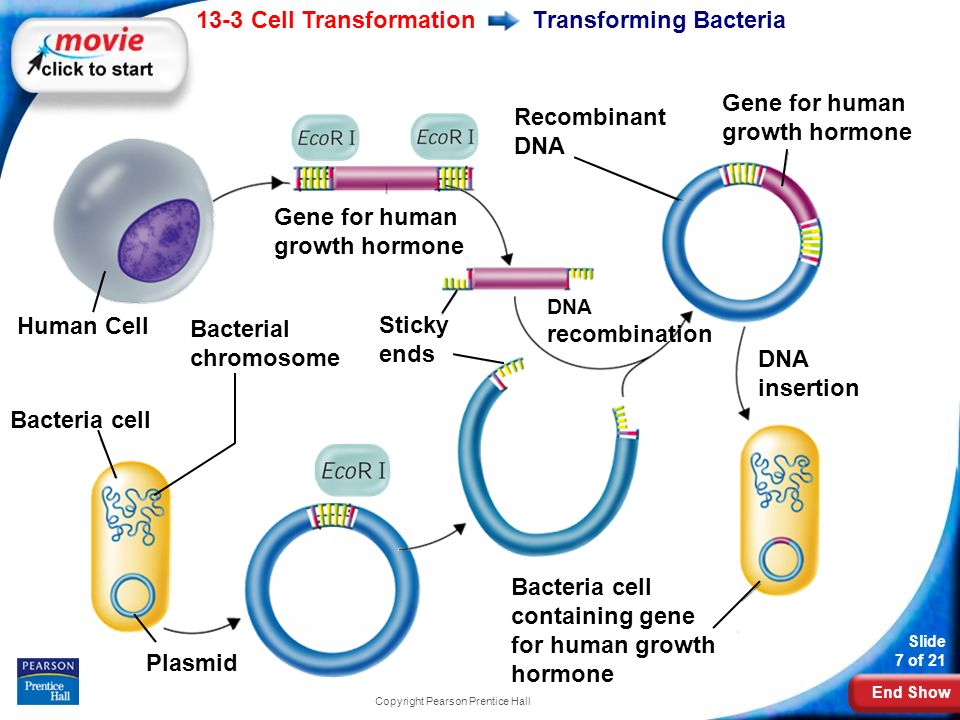 End Show 13-3 Cell Transformation Slide 7 of 21 Copyright Pearson Prentice Hall Transforming Bacteria Recombinant DNA Gene for human growth hormone Human Cell Bacteria cell Bacterial chromosome Plasmid Sticky ends DNA recombination Bacteria cell containing gene for human growth hormone DNA insertion