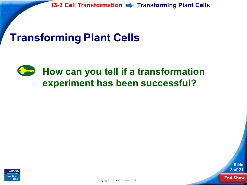 End Show 13-3 Cell Transformation Slide 8 of 21 Copyright Pearson Prentice Hall Transforming Plant Cells How can you tell if a transformation experiment has been successful