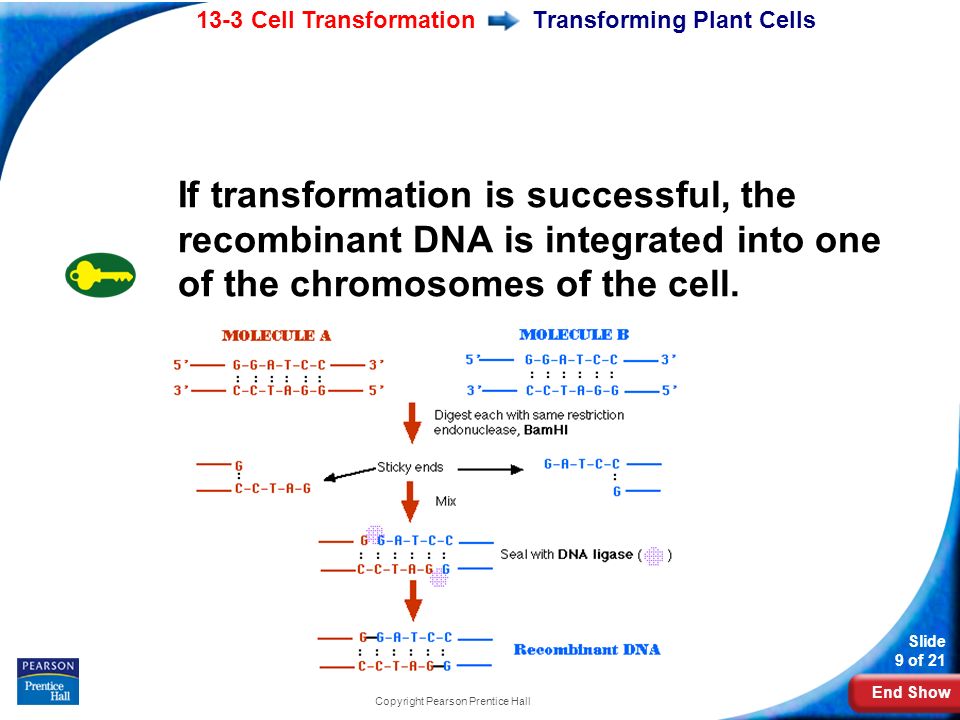 End Show 13-3 Cell Transformation Slide 9 of 21 Copyright Pearson Prentice Hall Transforming Plant Cells If transformation is successful, the recombinant DNA is integrated into one of the chromosomes of the cell.